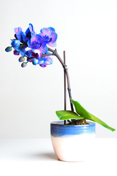 blaue Orchidee