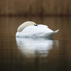 sleeping swan