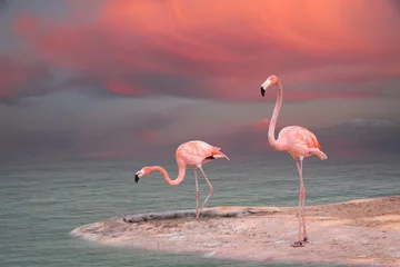 Fotobehang Roze flamingo © Vladimir Sazonov