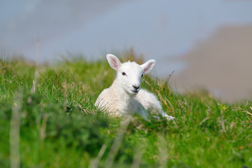 Obraz premium Osterlamm