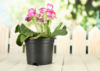 Beautiful pink primula in flowerpot,