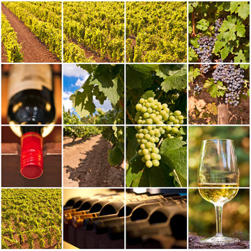 Collage vigne et vins