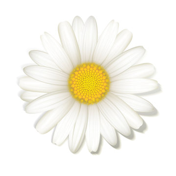 Margeritenbl&uuml;te