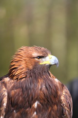 Fototapeta premium Golden Eagle