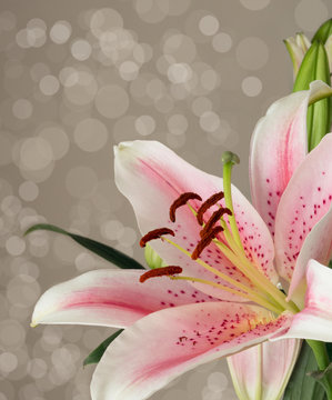 Fototapeta Oriental lily.