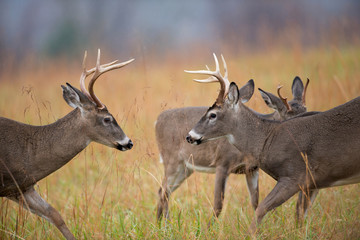 White-tailed deer bucks sparring