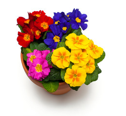 primula flowers in ceramic pot