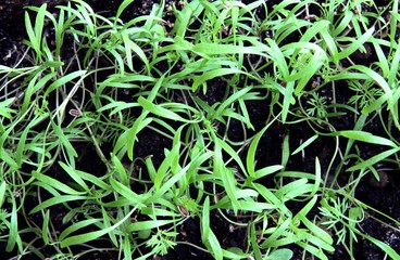 germination of dill seeds