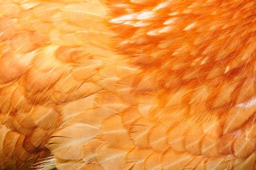 Gros plan de plumes de poulet rouge