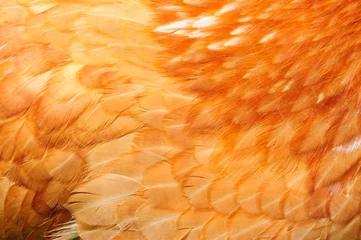 Photo sur Plexiglas Poulet Gros plan de plumes de poulet rouge