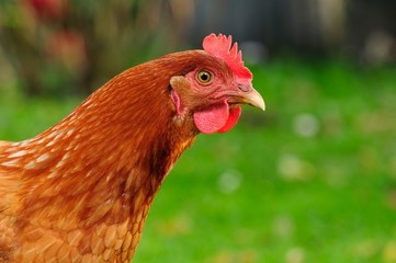 Curious Domestic Chicken in Profile