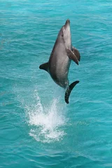 Fototapeten Delphinsprung © Duncan Noakes