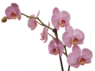 orchidée © olympus E5