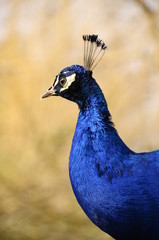 Head of a peacock