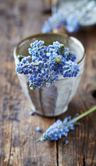 Bunch of Grape Hyacinths in a Vase