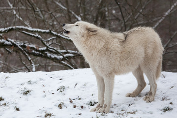 howling arctic wolf