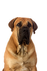 Rare breed South African boerboel posing in studio.