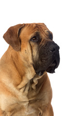 Fototapeta premium Rare breed South African boerboel posing in studio.