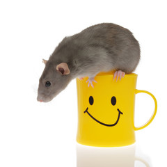 rat dans tasse jaune comique