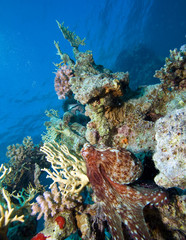 Fototapeta na wymiar Reef Octopus and Diver