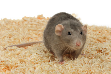 portrait rat gris dans litière