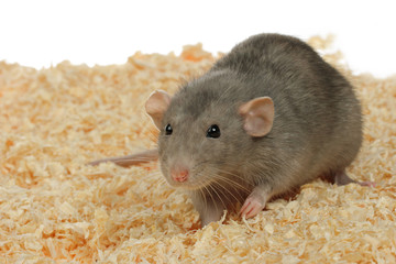 portrait rat gris dans litière