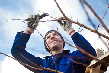 Man pruning apricot brunches with the pruner