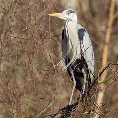 Great Blue Heron resting in a tree