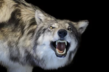 Abwaschbare Fototapete Wolf Grauer Wolf