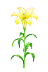 Lily - vector illustration