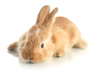 Fototapeta premium Fluffy foxy rabbit isolated on white