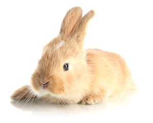 Fluffy foxy rabbit isolated on white