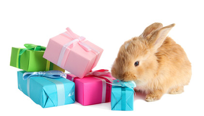 Fluffy foxy rabbit with gifts isolated on white