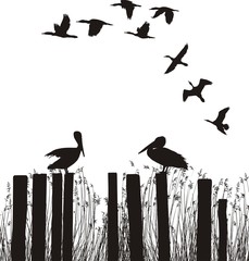 Sitting pelicans and cormorants flying