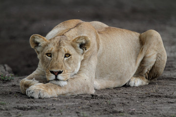 Lying lion