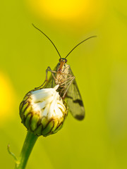 Scorpion fly portrait