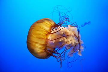 Orange jellyfish (Chrysaora fuscescens)