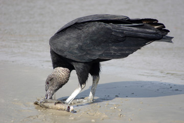 Vulture eating