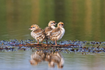 common tern chick on lake