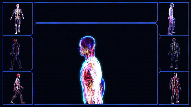 Anatomy of the human body