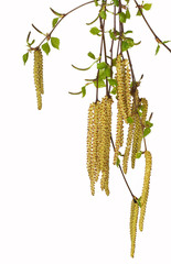 birch branches with catkins in spring