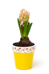 Growing pink hyacinth flower in pot isolated on white background