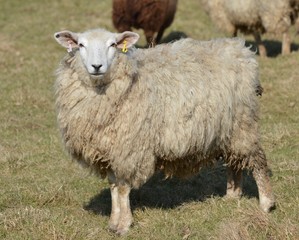 Naklejka premium A Youmg Romney Ewe
