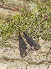 Small moth sitting on tree, macro photo