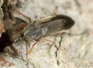 Phloeotrya rufipes, Melandryidae, macro photo