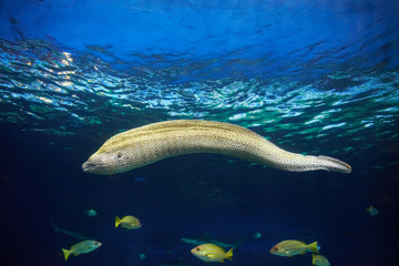 Moray hunting underwater