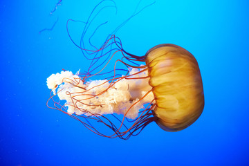 Naklejka premium Orange jellyfish (Chrysaora fuscescens)