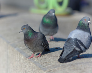 three pigeons