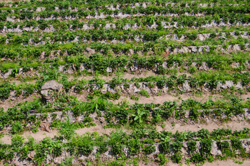Strawberry farm in Northern of Thailand