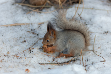 squirrel with a fluffy tail